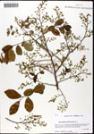 000061669-thumbnail.jpg
