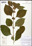 000061897-thumbnail.jpg