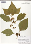 000061898-thumbnail.jpg