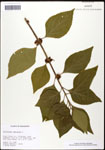 000061899-thumbnail.jpg