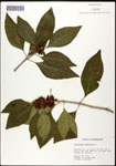 000061900-thumbnail.jpg