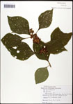 000061901-thumbnail.jpg