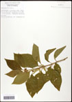 000061902-thumbnail.jpg