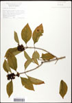 000061903-thumbnail.jpg