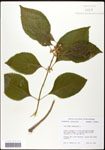 000061904-thumbnail.jpg