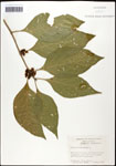 000061905-thumbnail.jpg