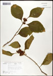 000061906-thumbnail.jpg