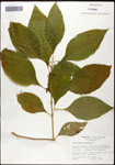 000061907-thumbnail.jpg