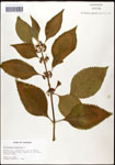 000061908-thumbnail.jpg