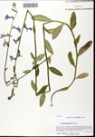000061952-thumbnail.jpg