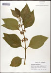 000061969-thumbnail.jpg