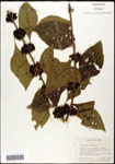 000061970-thumbnail.jpg