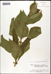 000061972-thumbnail.jpg