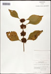 000061973-thumbnail.jpg