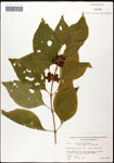 000061974-thumbnail.jpg