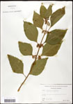 000061975-thumbnail.jpg
