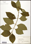 000061976-thumbnail.jpg