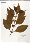 000061977-thumbnail.jpg