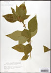 000061978-thumbnail.jpg