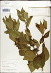 000061979-thumbnail.jpg