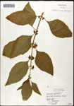 000061980-thumbnail.jpg