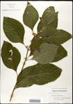 000061981-thumbnail.jpg