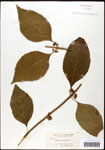 000061982-thumbnail.jpg