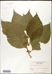 000061983-thumbnail.jpg