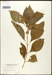 000061984-thumbnail.jpg