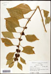 000061986-thumbnail.jpg