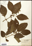 000061987-thumbnail.jpg