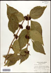 000061988-thumbnail.jpg