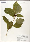 000061989-thumbnail.jpg