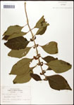 000061990-thumbnail.jpg