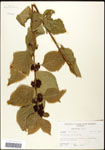 000061991-thumbnail.jpg