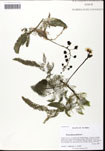 000061993-thumbnail.jpg