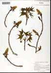 Liquidambar