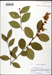 Lyonia