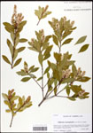 000062030-thumbnail.jpg