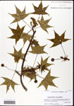 000062064-thumbnail.jpg