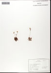 000062070-thumbnail.jpg