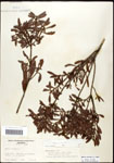 000062074-thumbnail.jpg