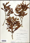 000062076-thumbnail.jpg