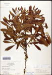 000062078-thumbnail.jpg