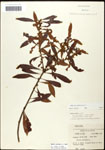 000062079-thumbnail.jpg