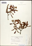 000062081-thumbnail.jpg