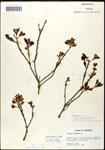 000062093-thumbnail.jpg