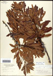 000062094-thumbnail.jpg