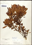 000062096-thumbnail.jpg