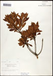 000062098-thumbnail.jpg
